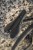 Siodło SELLE ITALIA SLR GRAVEL ELITE L3, Pręty High Strength Steel, Waga 208g (NEW)