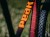 Rama MTB 29" Peak Carbon Boost L cherry orange, boost 148x12mm