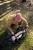 Ortlieb plecak atrack 35l dark sand new 2024 - rove.pl